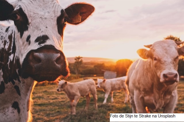 Um desafio que vale a pena: encontrar o difícil equilíbrio de cuidar de uma fazenda leiteira