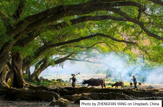 A China adota uma nova lei para proteger os direitos dos agricultores à terra