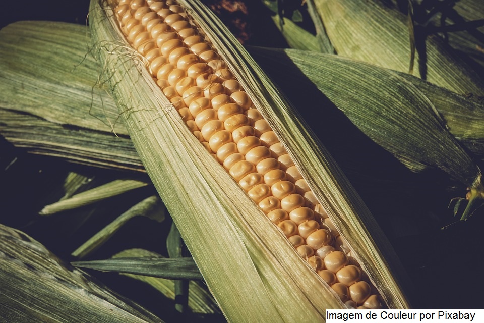 Ministério da Agricultura da Argentina indica plantio lento do milho em função das condições de umidade e temperatura
