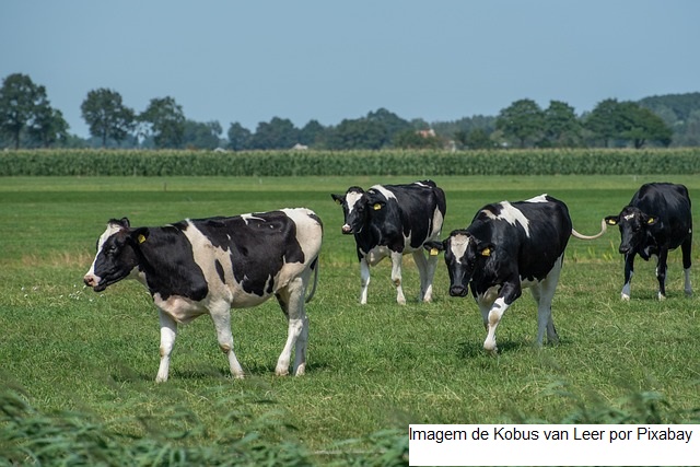 De novo, custo de produção de leite cresce forte em outubro