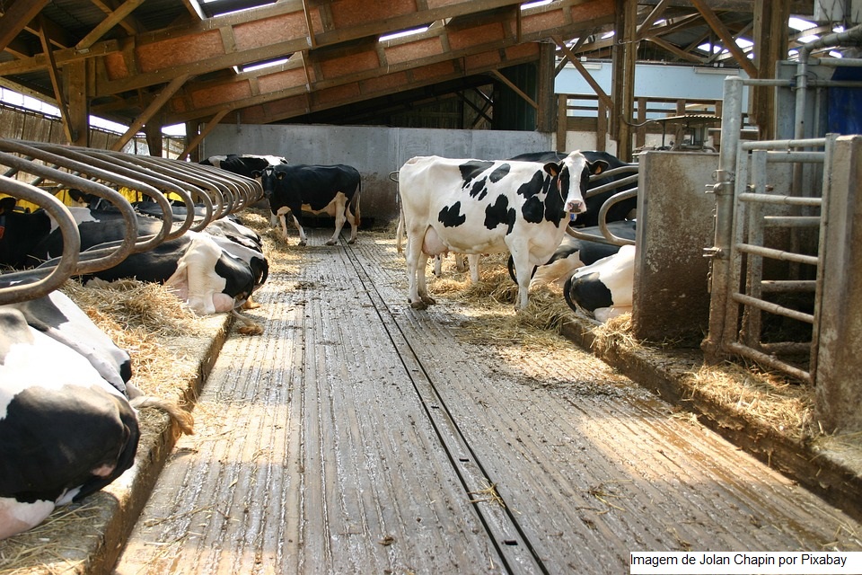 Oferecer mais conforto às vacas aumenta a rentabilidade na produção de leite