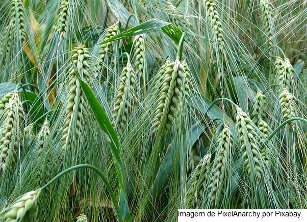 Silagem de trigo é boa escolha para suplementar alimentação de bovinos