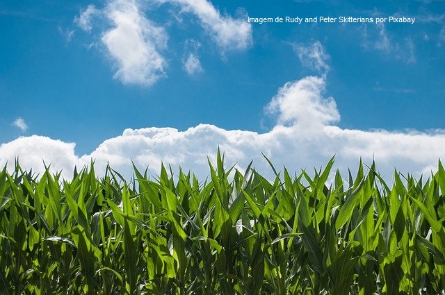 Ministério da Agricultura da Argentina eleva projeção da produção nacional de milho em 1 milhão de toneladas