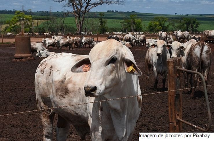 Fórum Nacional debate avanço do país para o status de livre de febre aftosa sem vacinação