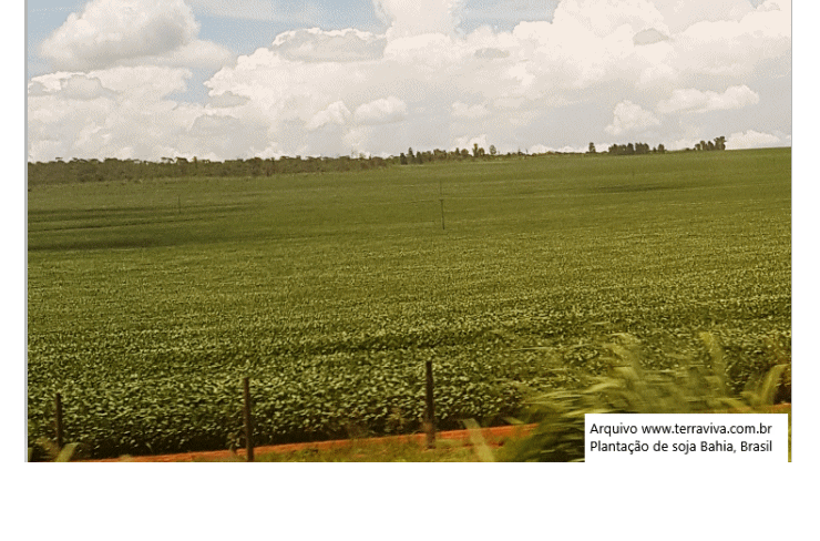 Mercado Global de Alimentos de origem vegetal poderá atingir CAGR de 14% até 2025