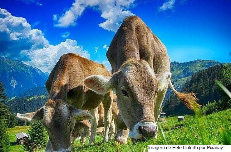 A produção de leite de vaca subiu 1,9% em novembro de 2022