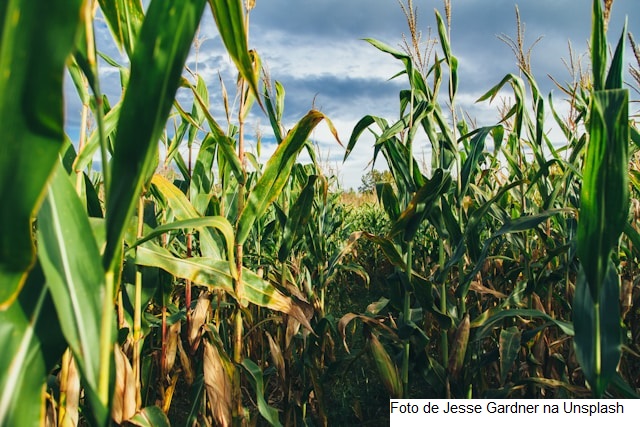 USDA traz plantio de soja e milho dos EUA abaixo do esperado