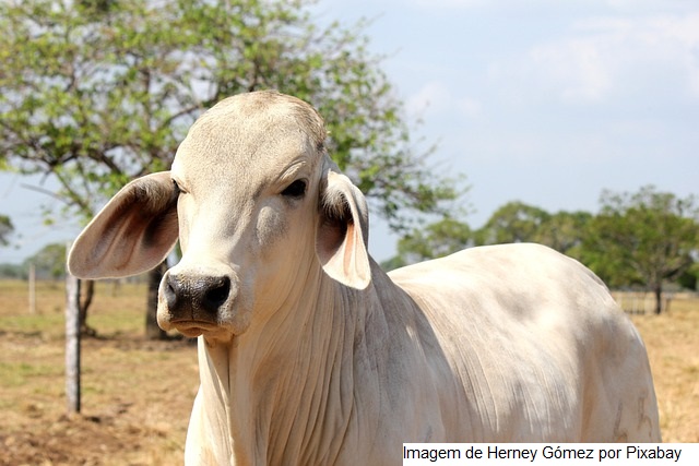 Embrapa divulga resultado da 6ª Prova Brasileira de Produção de Leite a Pasto do Zebu Leiteiro