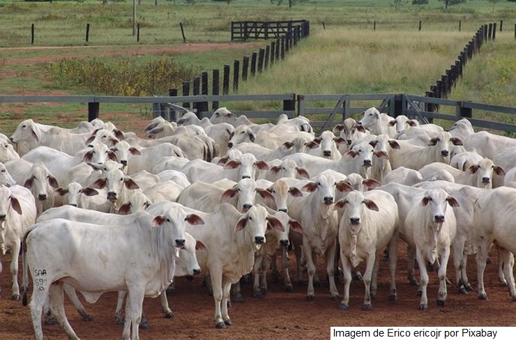 Começa dia 1º de novembro a segunda etapa de vacinação contra a febre aftosa em MT