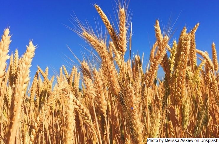 O “fator medo” voltou a derrubar os preços das commodities agrícolas