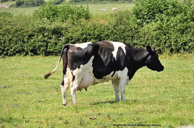 Vaca produz 190 mil kg de leite e se torna a maior produtora vitalícia da América Latina