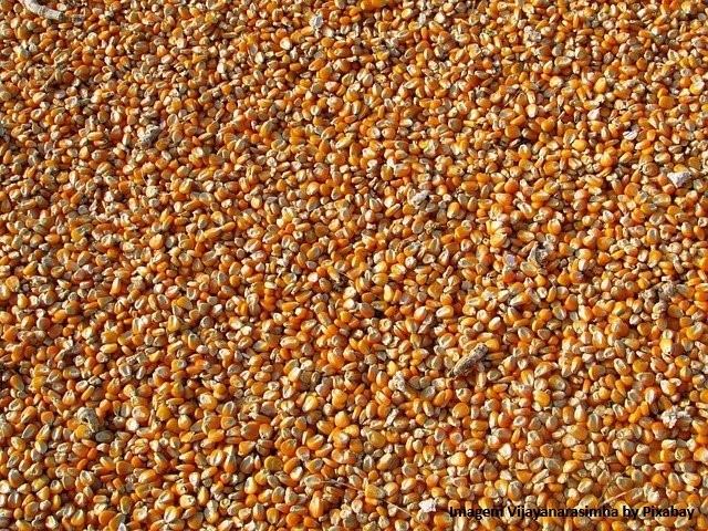 Argentina - O valor da alimentação está contra a produção de leite